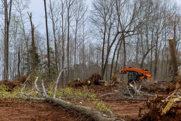 Best Lot and Land Clearing  in Rockledge, FL