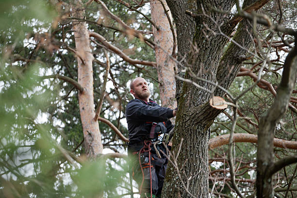 Trusted Rockledge, FL Tree Services Experts