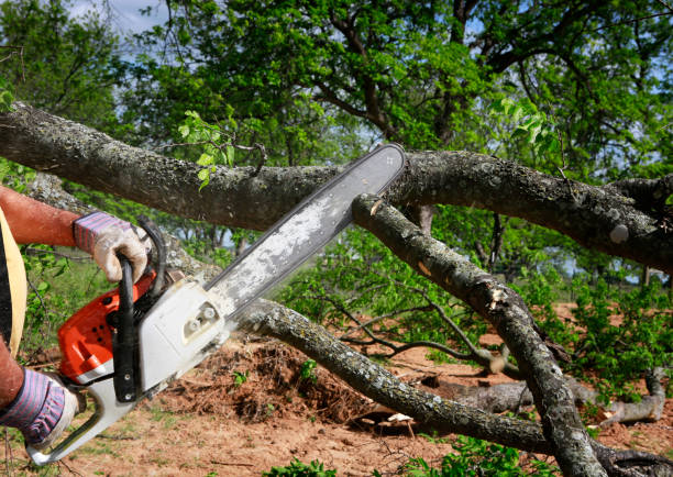 Best Storm Damage Tree Cleanup  in Rockledge, FL